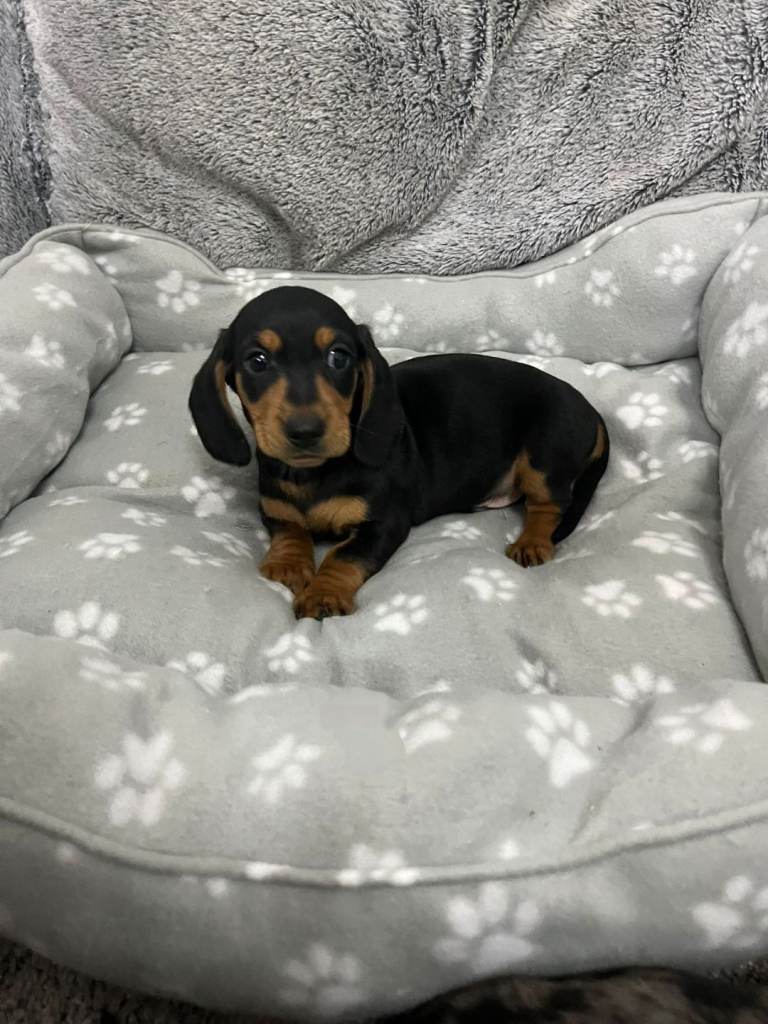 miniature dachshund puppies 