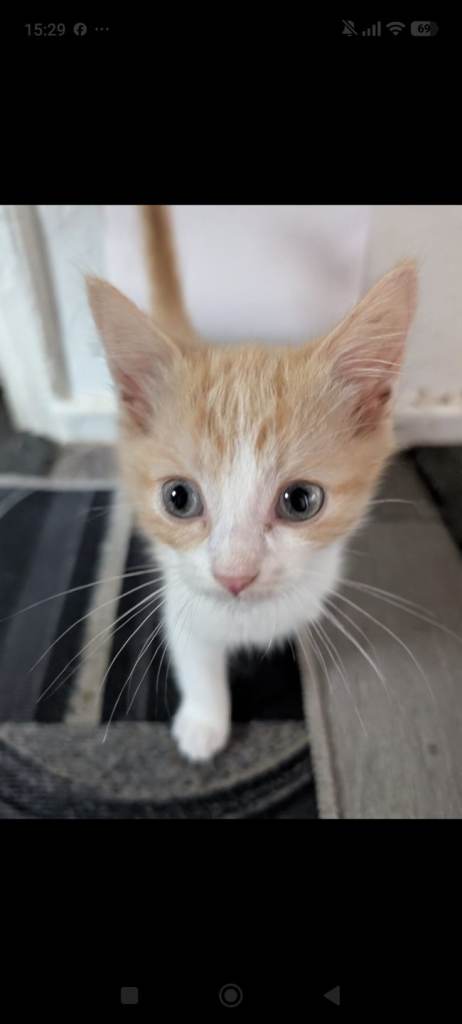 Kitten for sale 