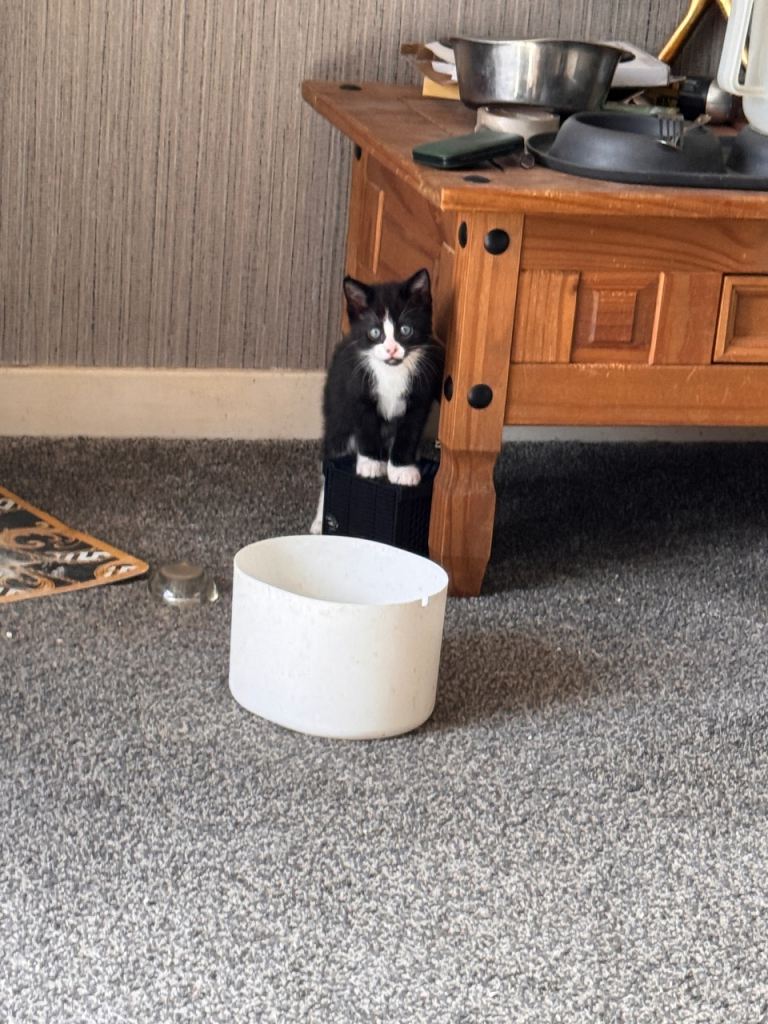 British shorthair kittens 