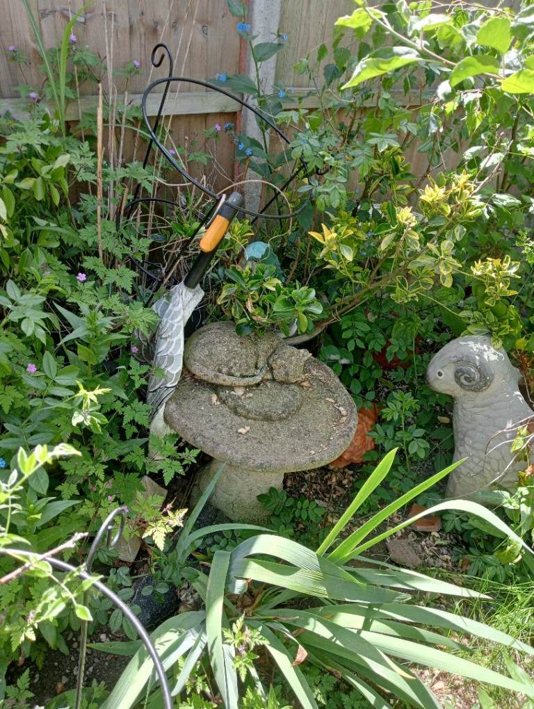 bird bath 
