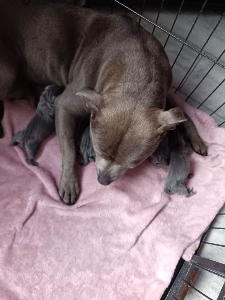 Blue Staffy Pups