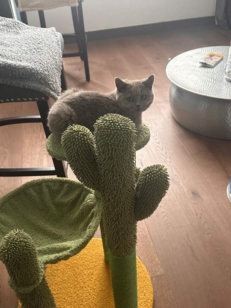 cat tree 