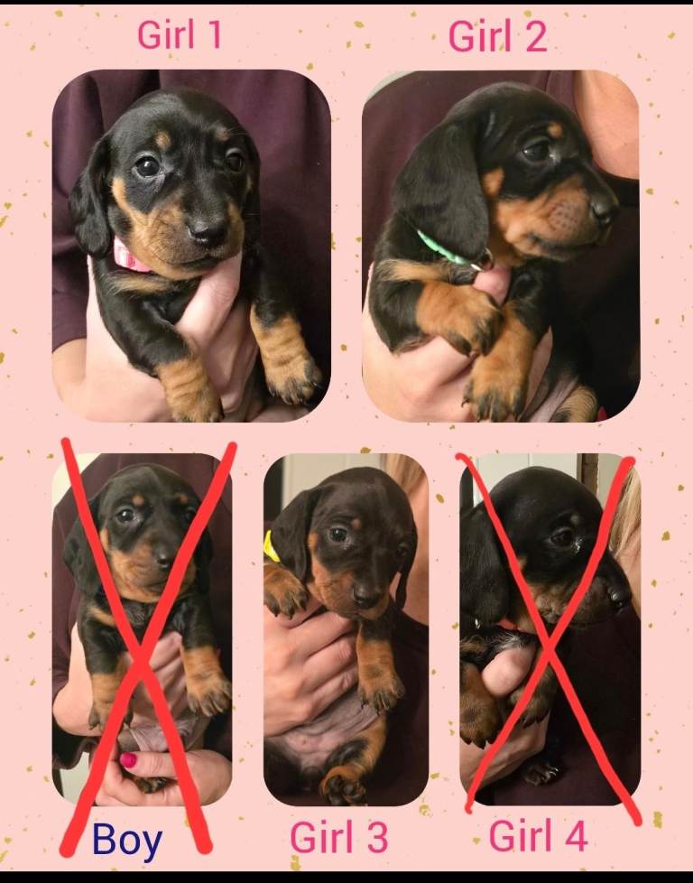 Black & Tan Dachshund puppies