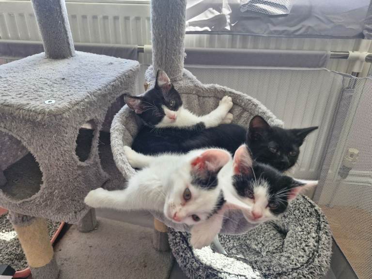 Kitten