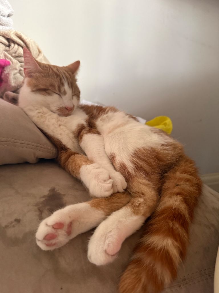White + Ginger Boy 9 Months Old