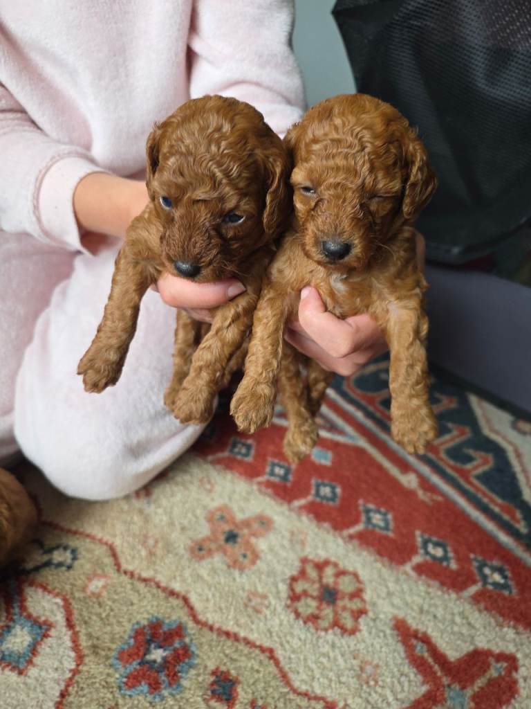 Toy poodle 