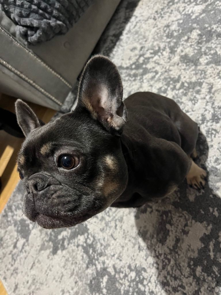 french bulldog