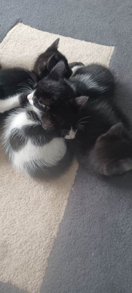Kittens
