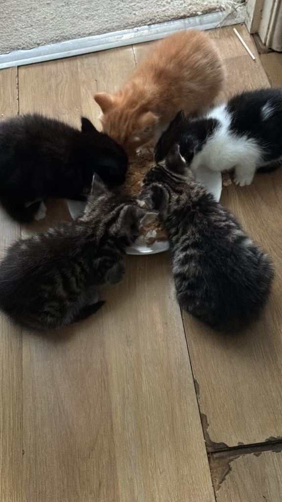 5 Adorable Kittens Seeking Their Forever Loving Homes! 🐾❤️