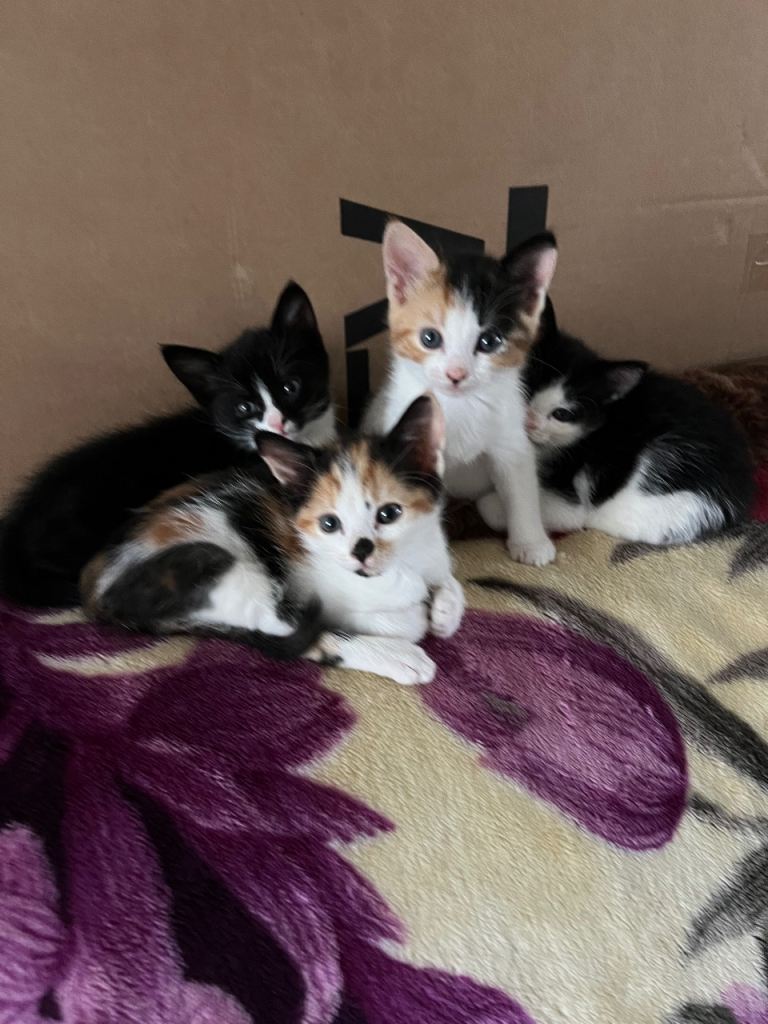 kittens