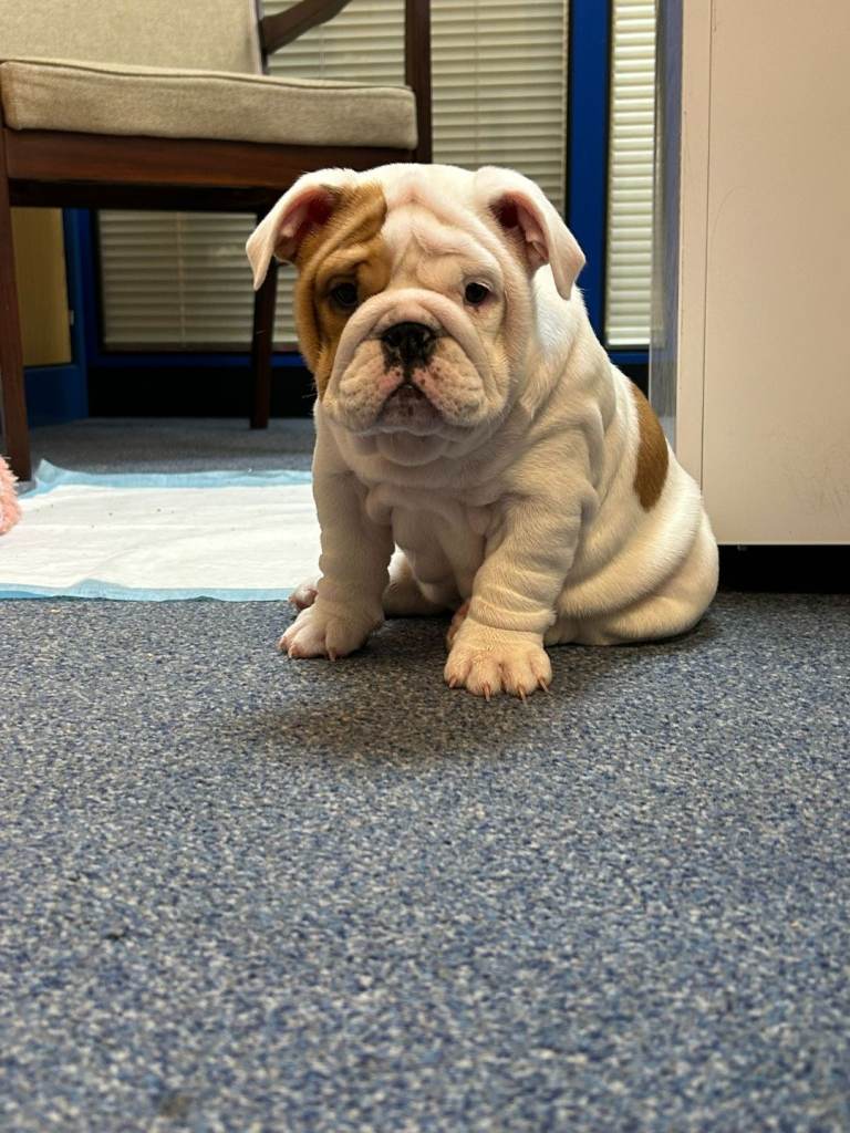 English Bulldog puppy