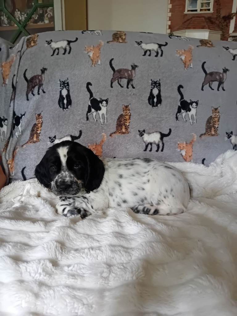 Sprocker spaniel puppies 