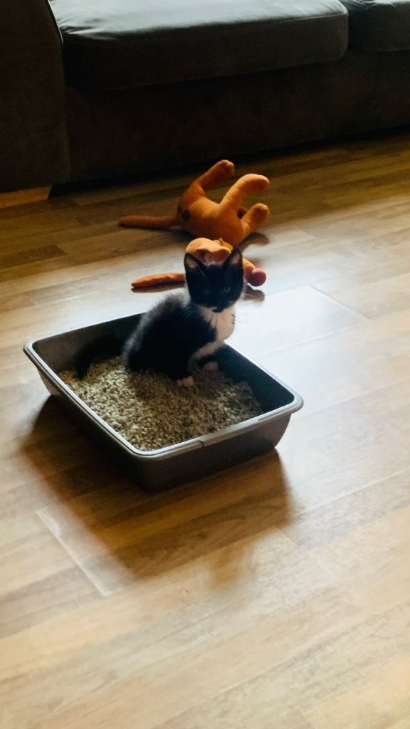 Kitten for sale 