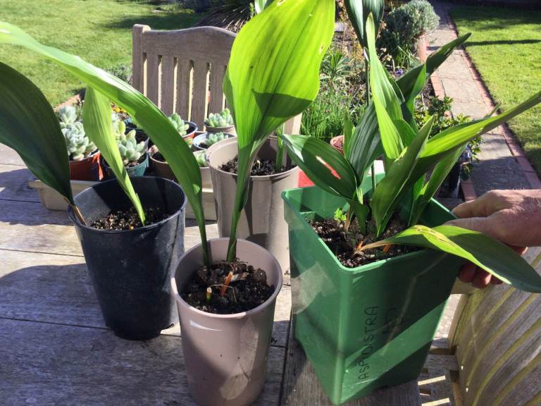 Aspidistra plants.