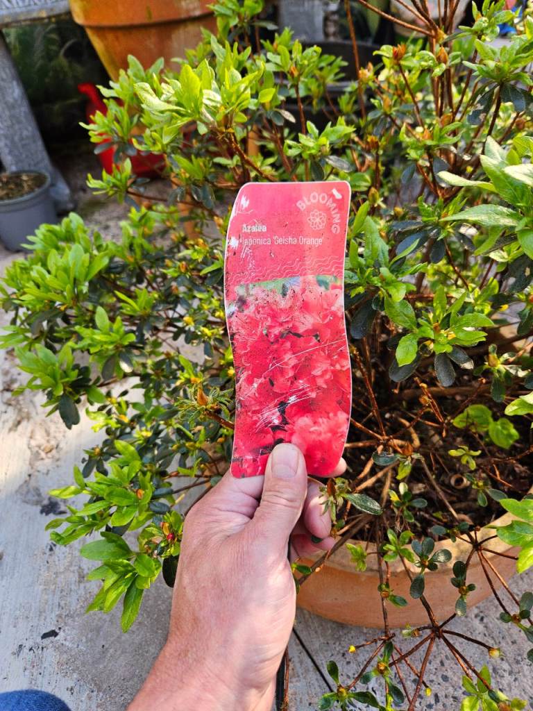 Azalea Japonica 'Geisha Orange' Plant – Healthy Potted Bush