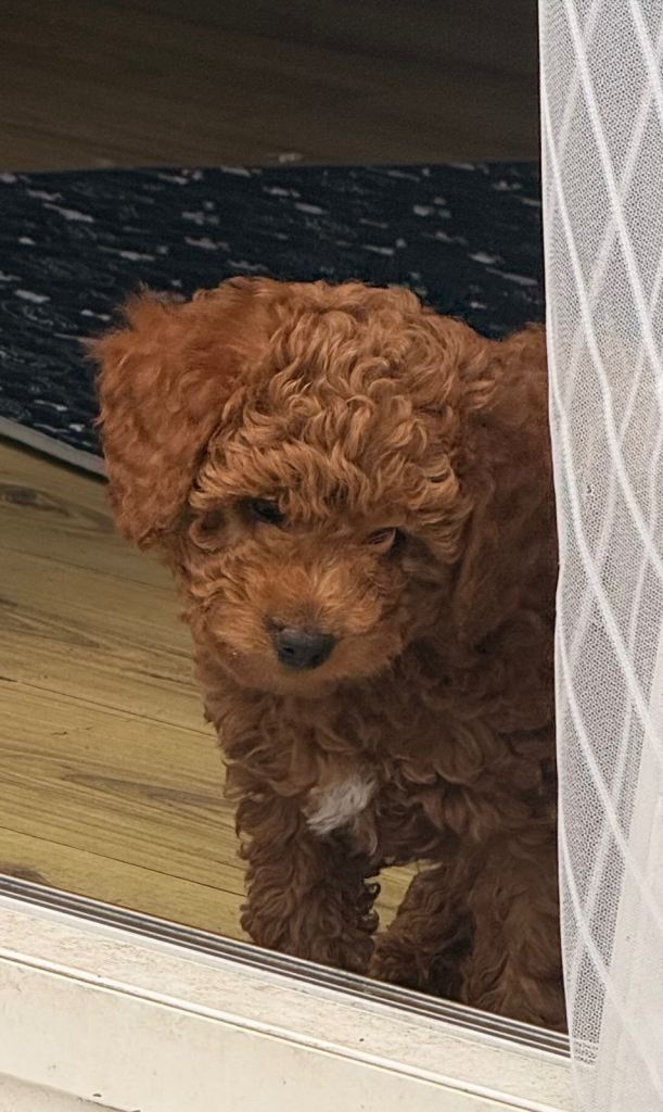 Miniature Cockapoo puppies LAST TWO REMAINING 