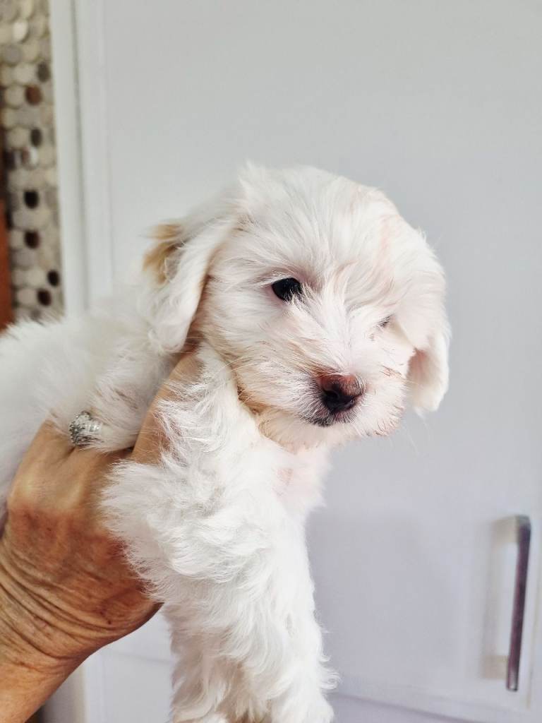 Maltipoo 1 girl left