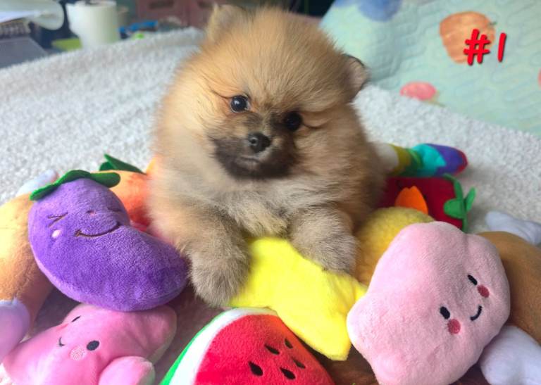 🔥Pomeranian puppies for sale. KC reg.
