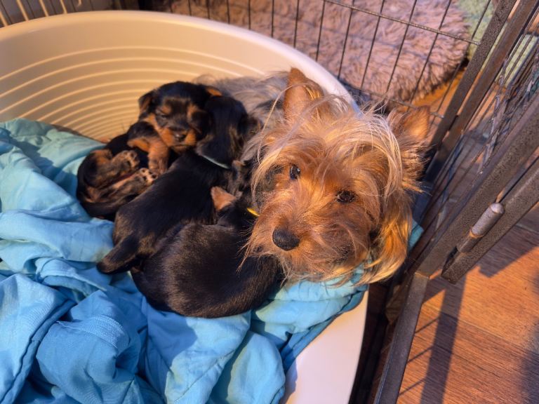 Australian Silky Terrier Puppies – Kennel Club Pedigree