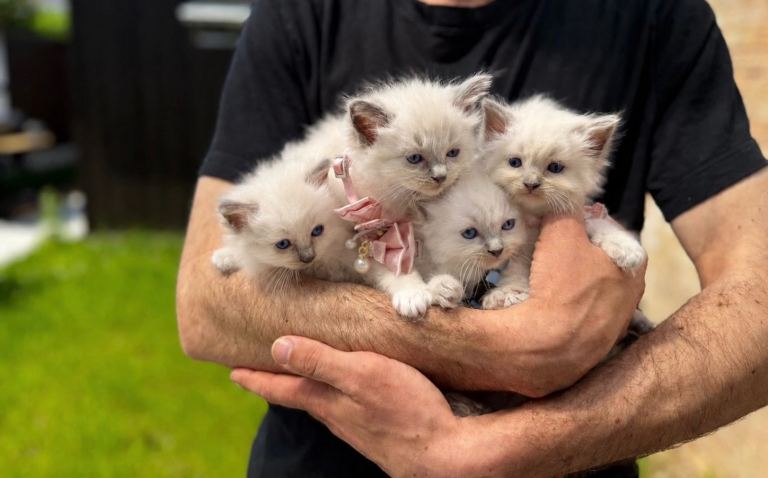 Ragdoll Blue Point 