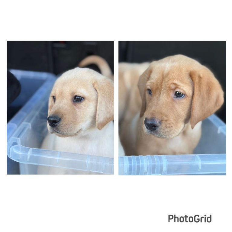 Labrador puppies *only 2boys left*