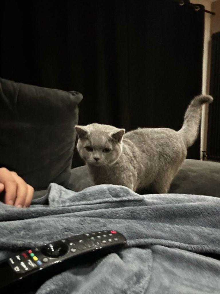 British shorthair 6 months old 