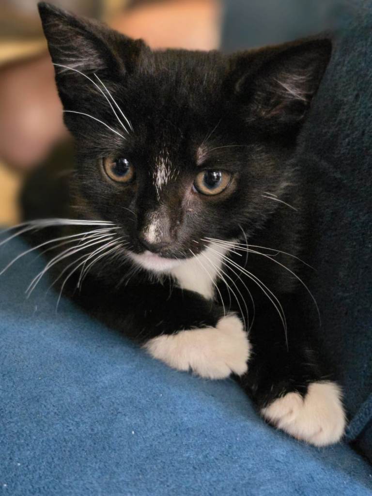 7 beautiful kittens ready now