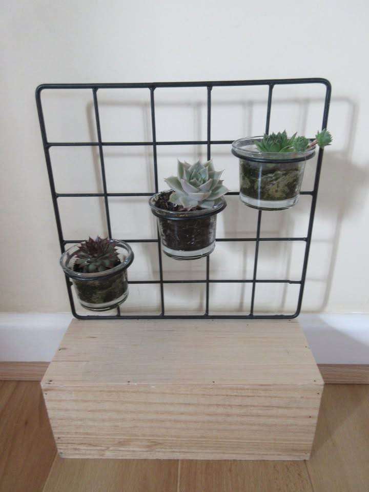 Table top succulents