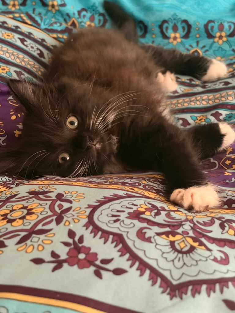 Kitten 