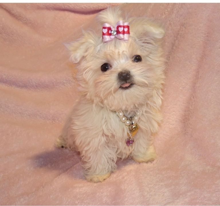 Gorgeous KC Reg Maltese Boy Puppy 7 months old