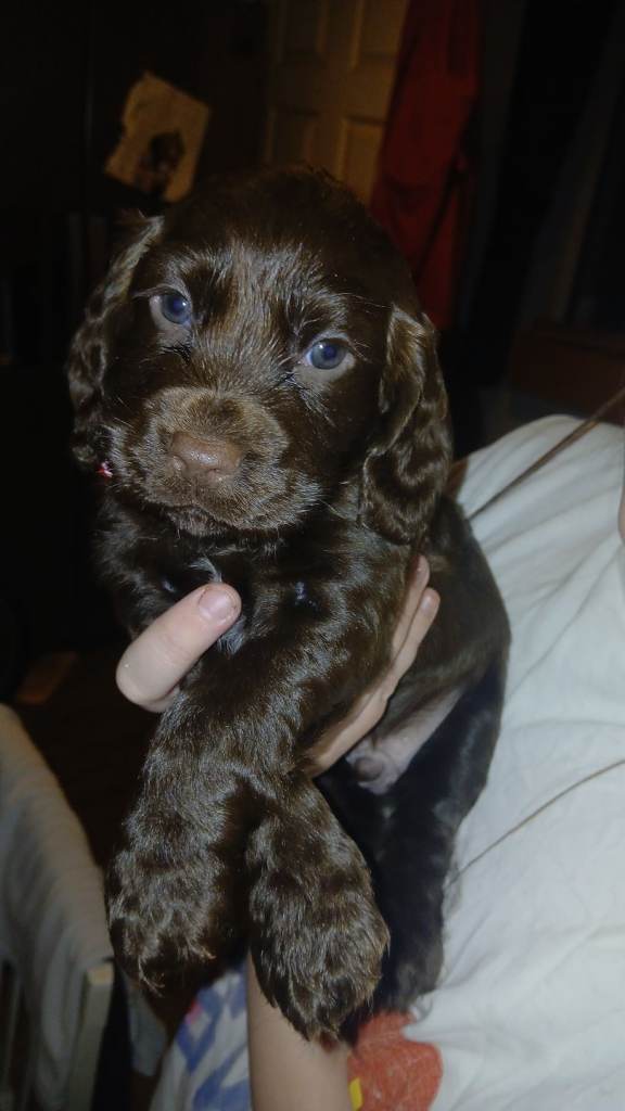 Cocker spaniel pippies for sale