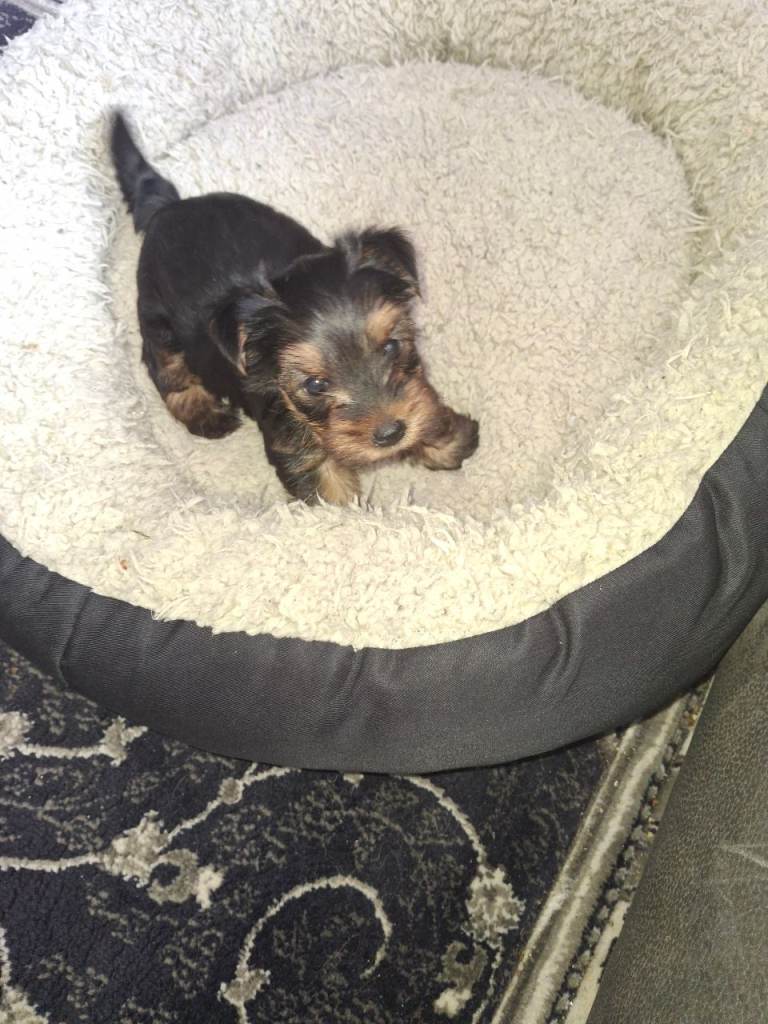 Yorkie pup 