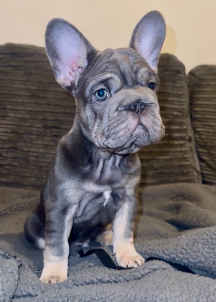 2 stunning French bulldogs 