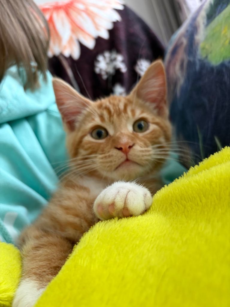 Kittens only 1left !!! 