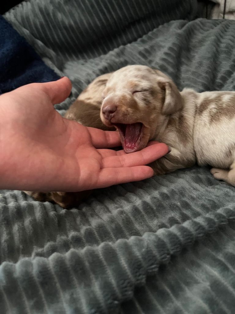 Miniature dachshund puppies