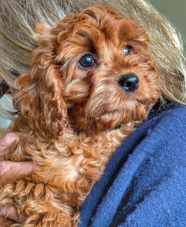 Gorgeous, Rare 'Splash' Cavapoo Puppies