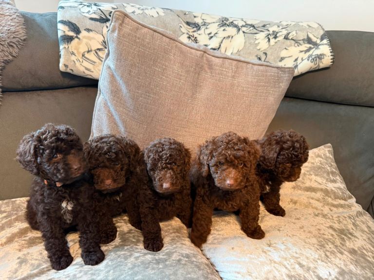Cockapoo 