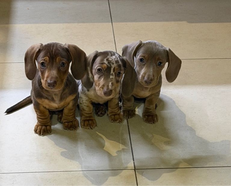 Stunning KC Miniature Dachshund Pups 