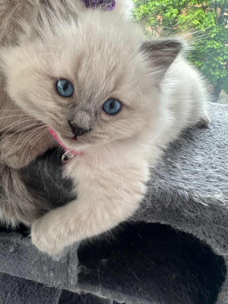 Loveliest Ragdoll kittens with their full starting pack are lookyfir their loving forever families.