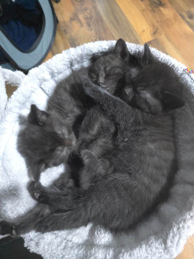 Kittens for sale 