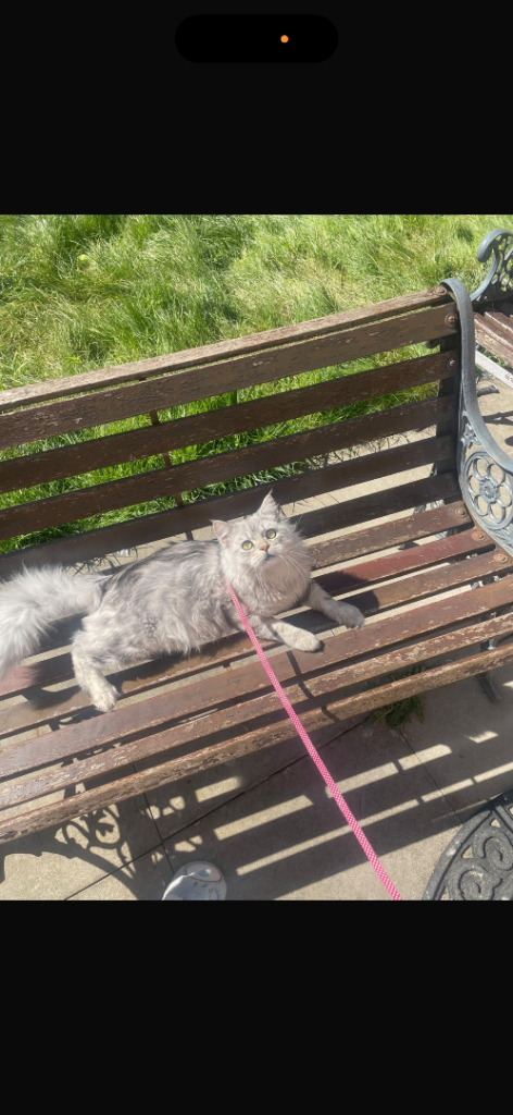 Pedigree cat ragdoll and Persian cross 