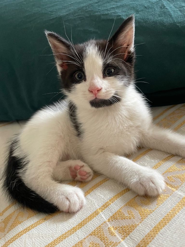 Male kitten