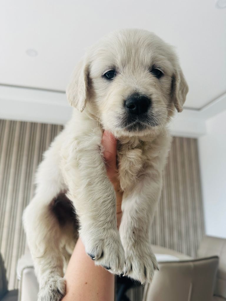 Last boy reduced price!