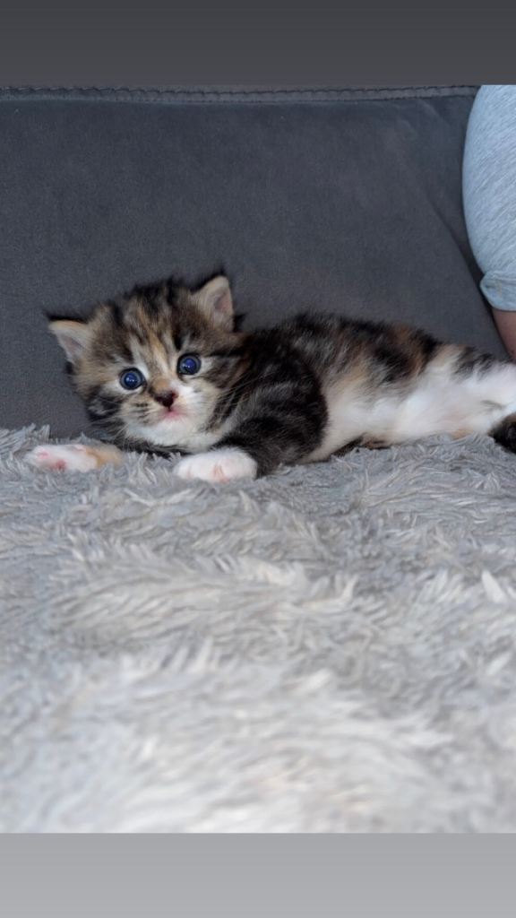 5 week old ragdoll x begal kittens 