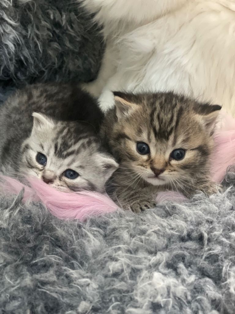 2 Tabby british short hair 
