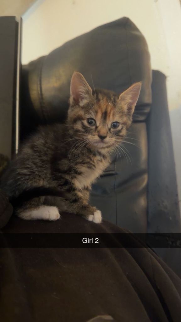 Kittens looking for their forever home