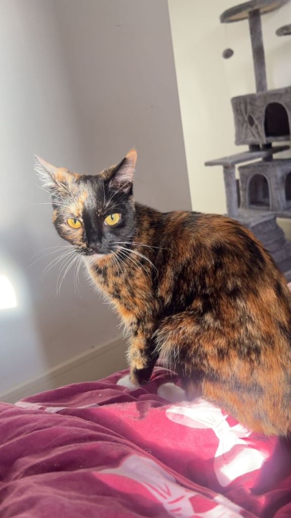 1 year old cat 