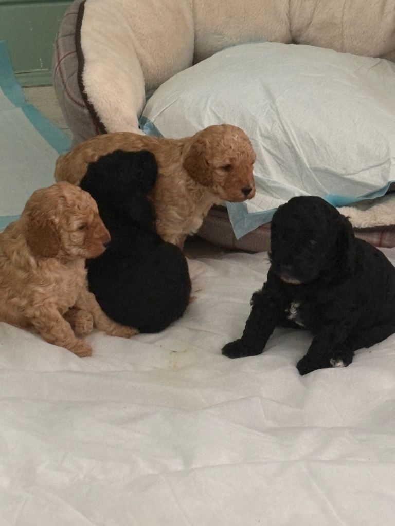 Real Life Teddy Bears! F1B cockapoo