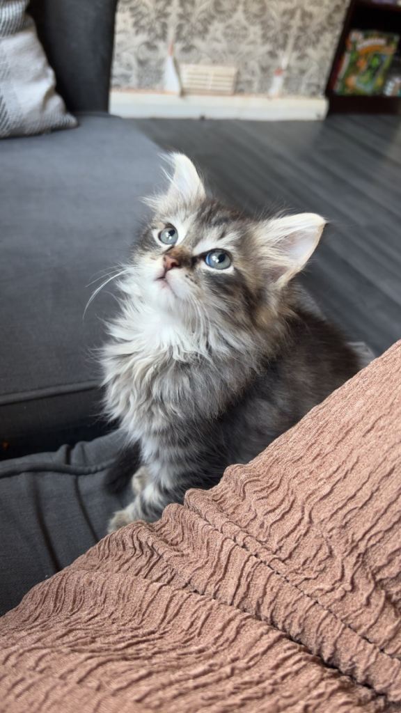 3 female kittens 