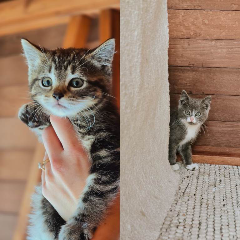 Gorgeous Siberian Cross Kittens - ready to leave to a loving home! 